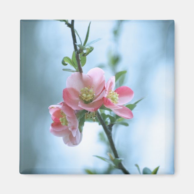 Apple Blossom #P0365 Magnet (Vorne)