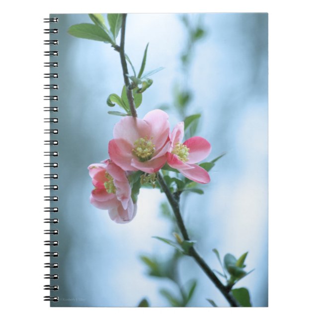 Apple Blossom #P0365 Notebook Notizblock (Vorderseite)