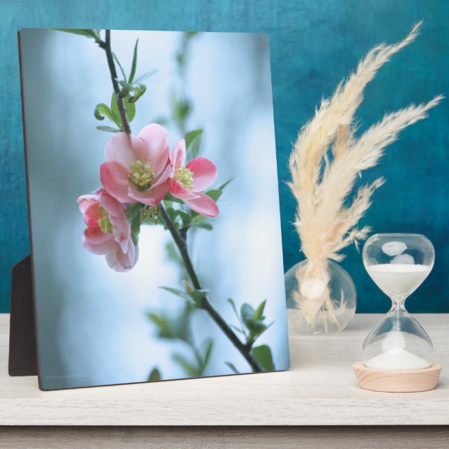 Apple Blossom #P0365 Plaque Fotoplatte (Seite)