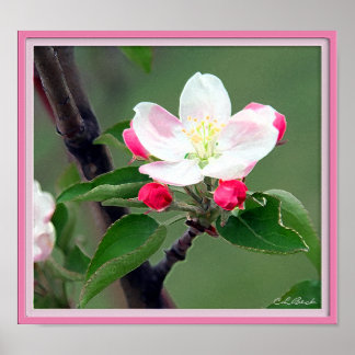 Apple Blossom Poster; Aquarellfarbe beeindruckend Poster