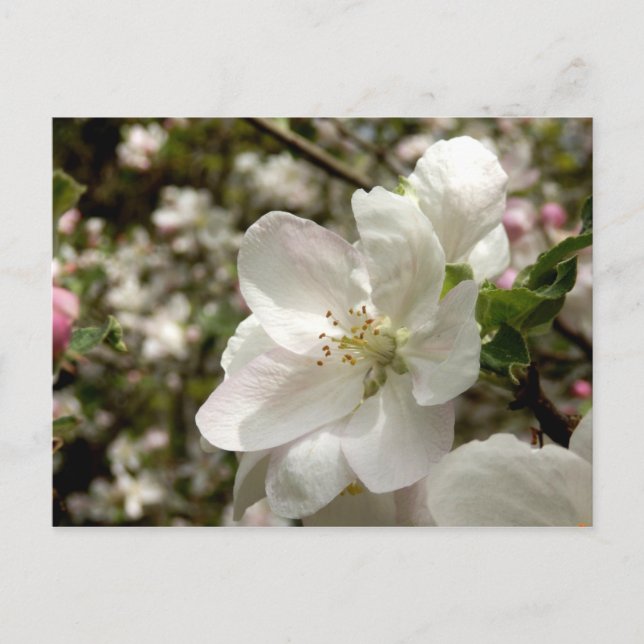 Apple Blossom Postkarte (Vorderseite)