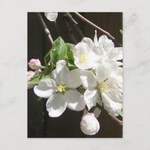 Apple Blossom Postkarte