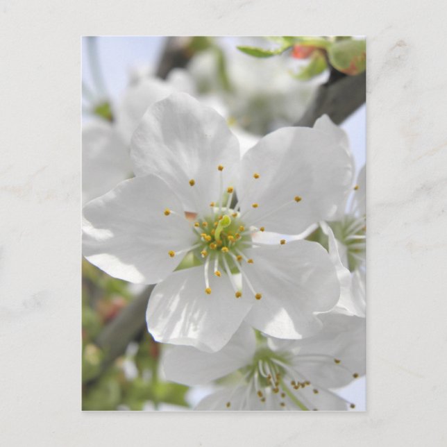 Apple Blossom Postkarte (Vorderseite)