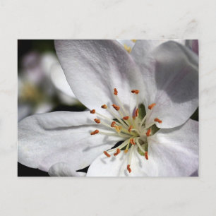 Apple Blossom - Postkarte
