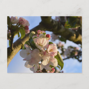 Apple Blossom Postkarte