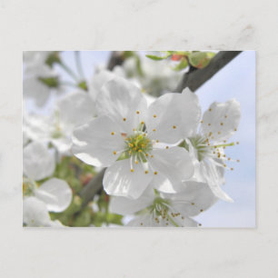 Apple Blossom Postkarte