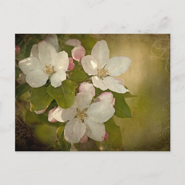 Apple Blossom Postkarte (Vorderseite)