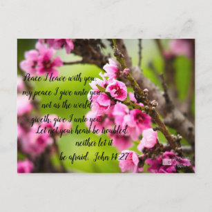 Apple Blossom Postkarte
