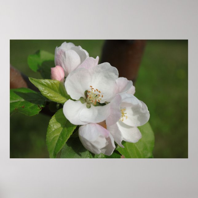 Apple Blossom Print 2 Poster (Vorne)