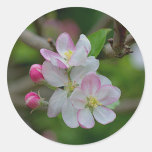Apple Blossom Runder Aufkleber