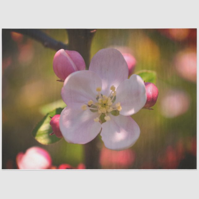 Apple Blossom Seidenpapier (Vorderseite)