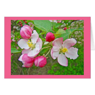 Apple Blossom Time