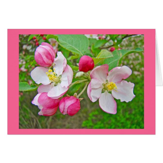 Apple Blossom Time (Vorderseite (Horizontal))