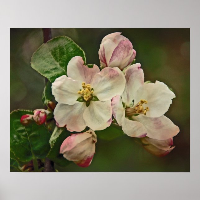 Apple Blossom Time Poster (Vorne)