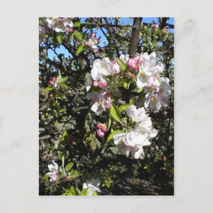 Apple Blossom Time Postkarte