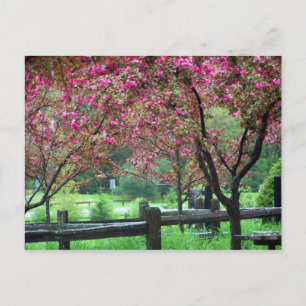 Apple Blossom Time Postkarte