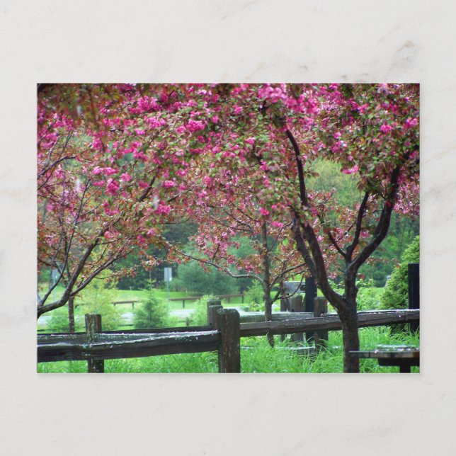 Apple Blossom Time Postkarte (Vorderseite)