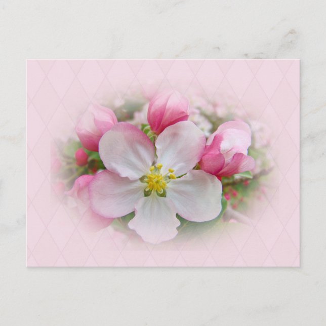 Apple Blossom Time Postkarte (Vorderseite)