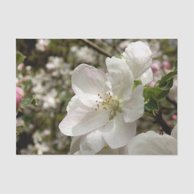 Apple Blossom Tissue Seidenpapier (Vorderseite)