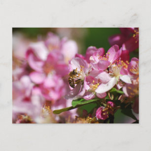 Apple Blossom und Honey Bee Postcard Postkarte