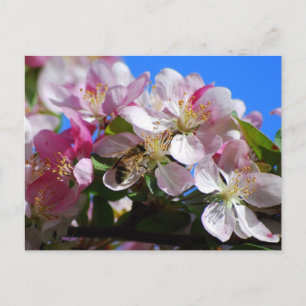 Apple Blossom und Honey Bee Postcard Postkarte
