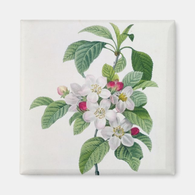 Apple Blossom von 'Les Choix des Plus Belles Magnet (Vorne)