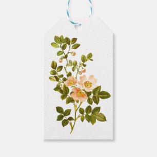 Apple Blossom Wasserfarbenstems Hochzeit Geschenkanhänger