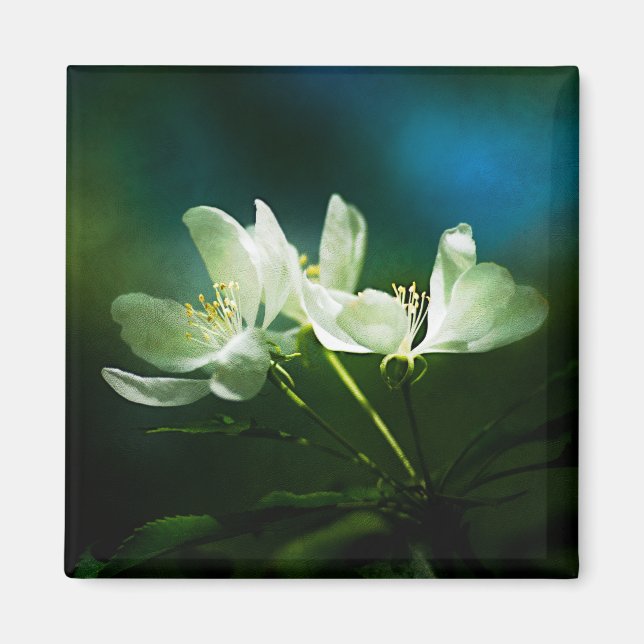 Apple Blossom - zwei Blume Magnet (Vorne)