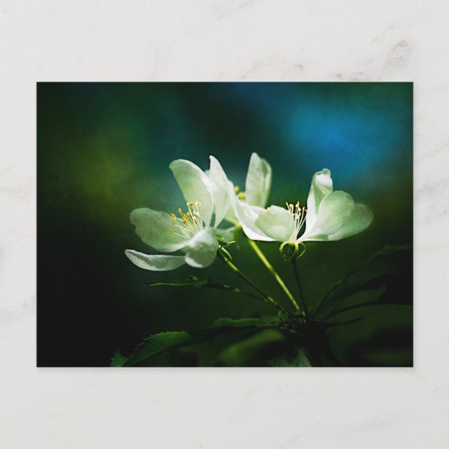Apple Blossom - zwei Blume Postkarte (Vorderseite)