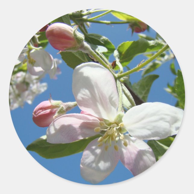 APPLE BLOSSOME STICKERS STICKER SHEETS Geschenke (Vorderseite)