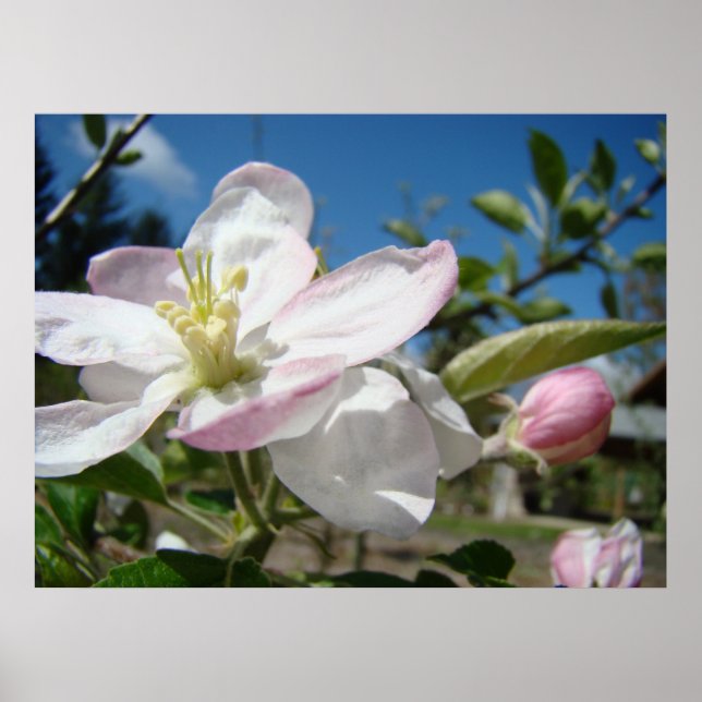APPLE BLOSSOMS Blume Art Prints Gerahmt Art Poster (Vorne)