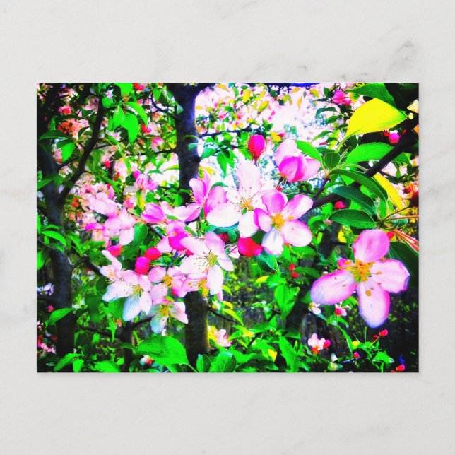APPLE BLOSSOMS BRIGHT POSTCARD POSTKARTE (Vorderseite)