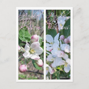 APPLE BLOSSOMS LESEZEICHEN POSTKARTE