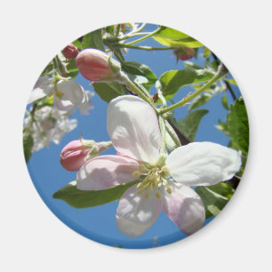 APPLE BLOSSOMS MAGNETS Pink Blossoms Apple Magnet