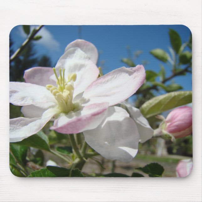 Apple BLOSSOMS MOUSEPADS Pink Blossoms Mousepad (Vorne)