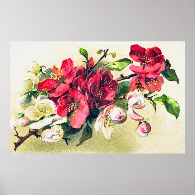 Apple Blossoms Poster (Vorne)