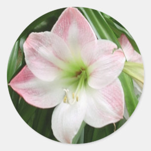 Apple blühen Amaryllis-romantischer Aufkleber