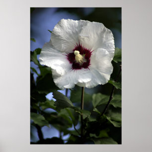 Apple blühen poster