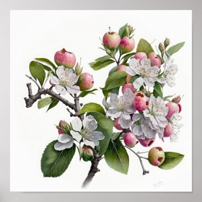 Apple Blüten Blume Art Print Poster (Vorne)