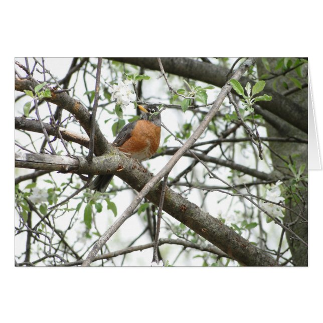 Apple-Blüten u. Robin, Frühling (Vorderseite (Horizontal))