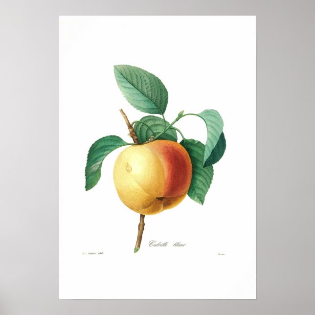 Apple 'Calville blanc' Poster (Vorne)