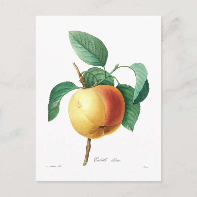 Apple 'Calville blanc' Postkarte (Vorderseite)