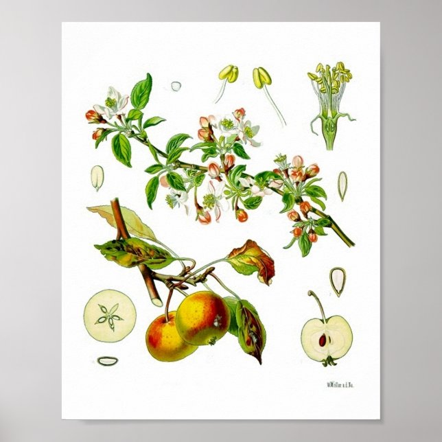 Apple Fruit Blume Vintag Botanische Illustration Poster (Vorne)