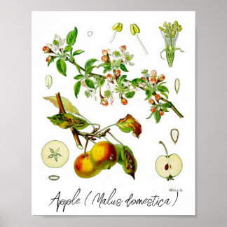 Apple Fruit Blume Vintag Botanische Illustration Poster