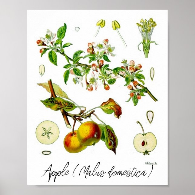 Apple Fruit Blume Vintag Botanische Illustration Poster (Vorne)