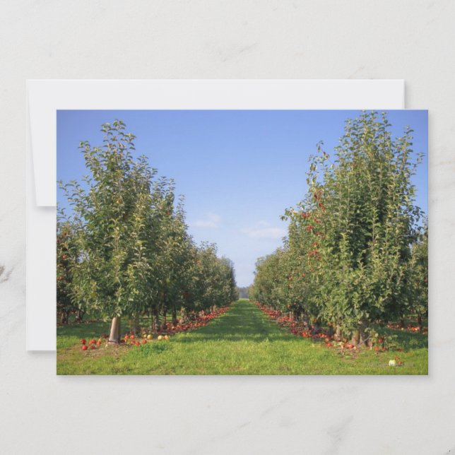 Apple Orchard (Vorderseite)
