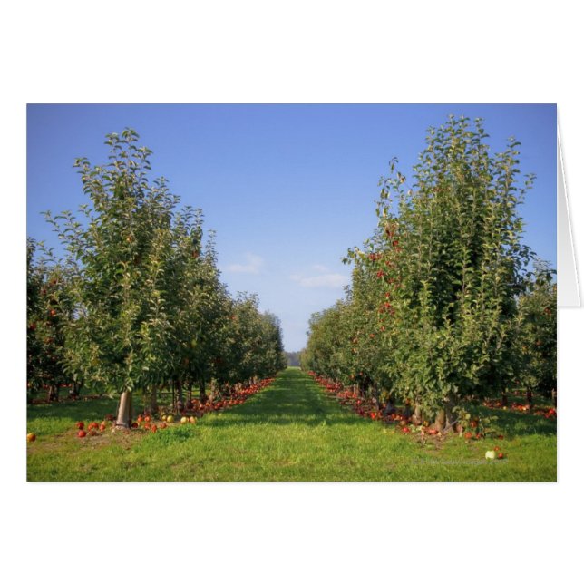 Apple Orchard (Vorderseite (Horizontal))