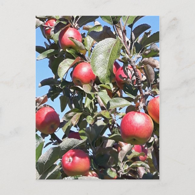 Apple Orchard Postcard Postkarte (Vorderseite)