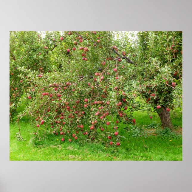 Apple Orchard Poster (Vorne)