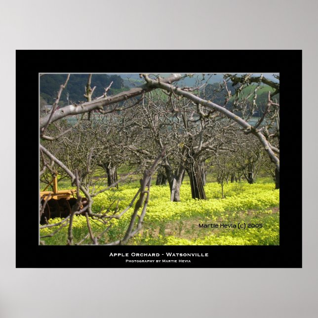 "Apple Orchard - Watsonville" Poster (Vorne)